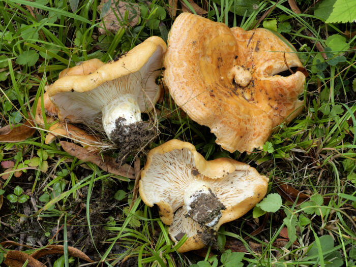 Lactarius zonarius – Schöner Zonen-Milchling, dieser Fund ist der Erstfund dieser Art im Vogtland