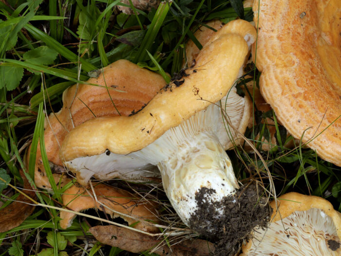 Lactarius zonarius – Schöner Zonen-Milchling, Lamellenansatz und Stiel im Detail