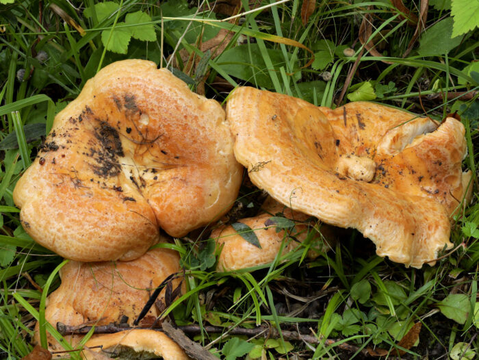 Lactarius zonarius – Schöner Zonen-Milchling, typische orangegelbe Färbung der Hüte