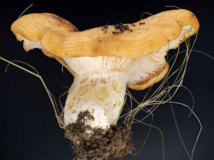 Lactarius zonarius – Schöner Zonen-Milchling, die Gruben (rein optisch) sind ein typisches Artmerkmal