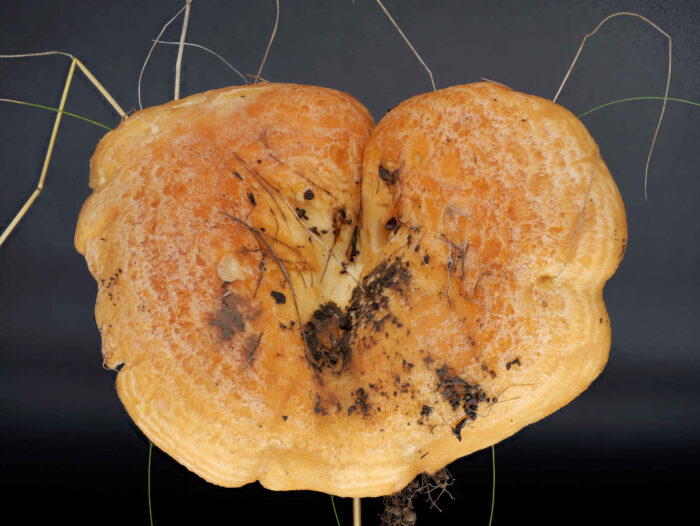 Lactarius zonarius – Schöner Zonen-Milchling, der gezonte Hut ist namensgebend