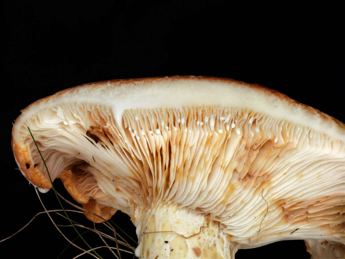 Lactarius zonarius – Schöner Zonen-Milchling, bei Verletzung wird eine weiße, scharfe Milch ausgeschieden