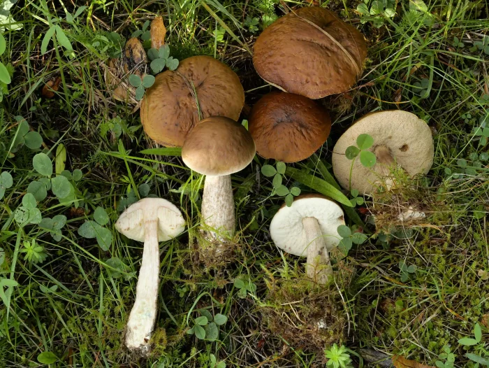 Leccinum griseum – Hainbuchen-Rauhfussröhrling, ein schöne Gruppe in allen Altersstadien
