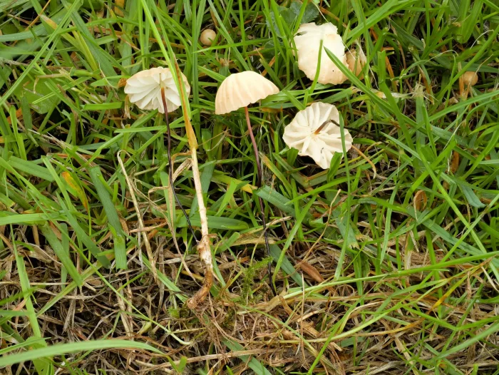 Marasmius curreyi – Grasschwindling, die zähen, rosshaarartigen, elastischen Stiele sind bis 4 cm lang