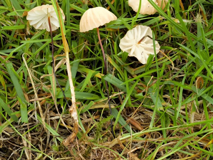 Marasmius curreyi – Grasschwindling, der linke Pilz wächst aus einem Grashalm heraus