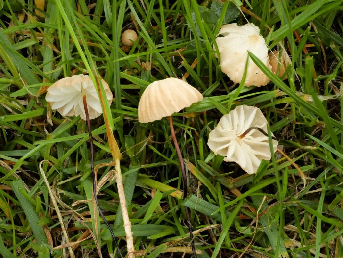 Marasmius curreyi – Grasschwindling, bei nähere Betrachtung wunderschöne, kleine Pilze