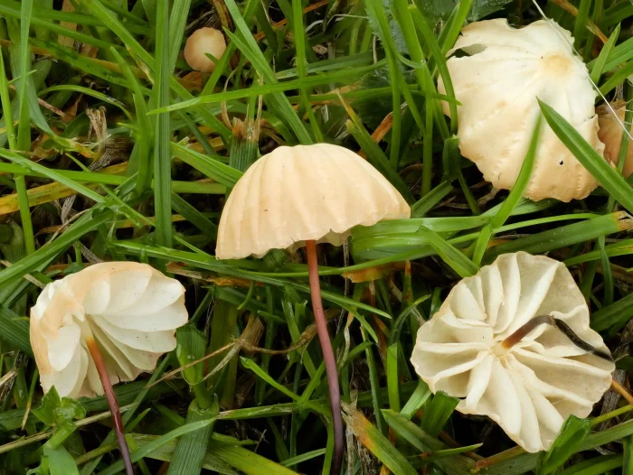 Marasmius curreyi – Grasschwindling, Hüte bis 1 cm, weit stehende Lamellen