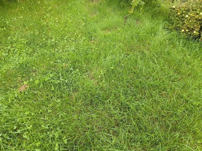 Marasmius curreyi – Grasschwindling, im Rasen leicht zu übersehen
