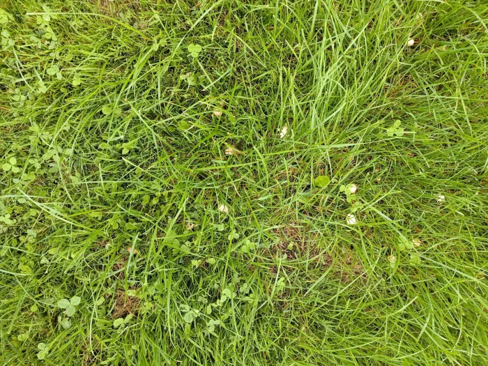 Marasmius curreyi – Grasschwindling, Fundort ist mein Rasen im August 2025