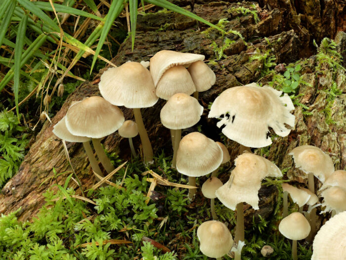 Mycena galericulata – Rosablättriger Helmling, die Hüte sind leicht gestreift