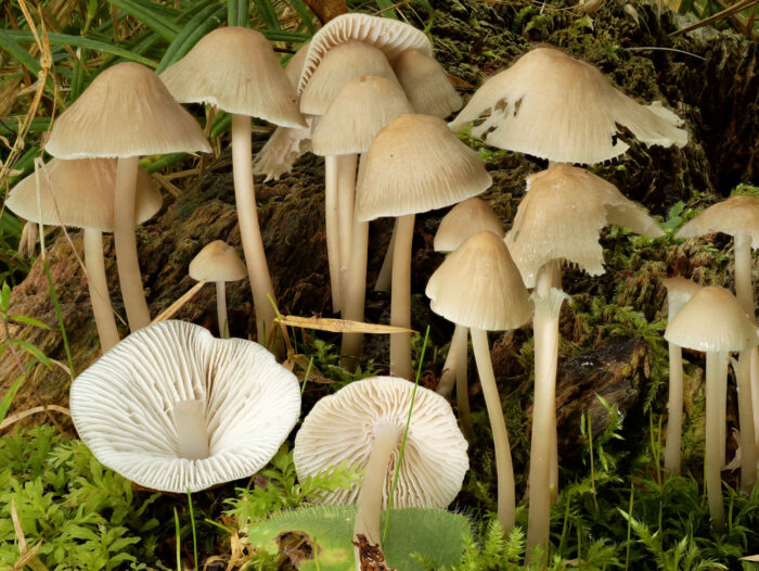 Mycena galericulata – Rosablättriger Helmling, schöne Gruppe auf einem alten Baumstumpf