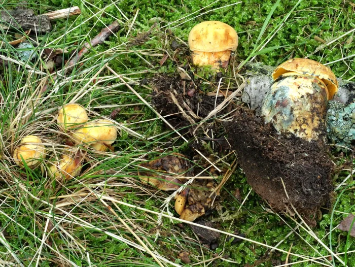 Neoboletus erythropus f. pseudosulphoreus – Gelbhütiger Flockenstieliger Hexen-Röhrling, Kollektion junger Fruchtkörper