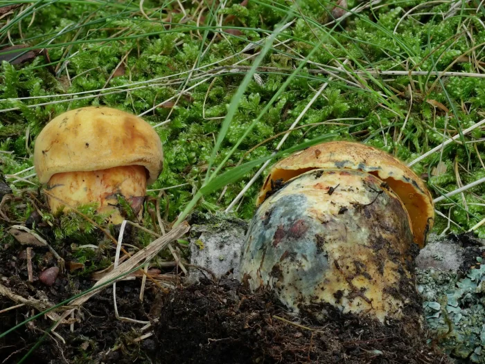 Neoboletus erythropus f. pseudosulphoreus – Gelbhütiger Flockenstieliger Hexen-Röhrling, Röhren weinrot