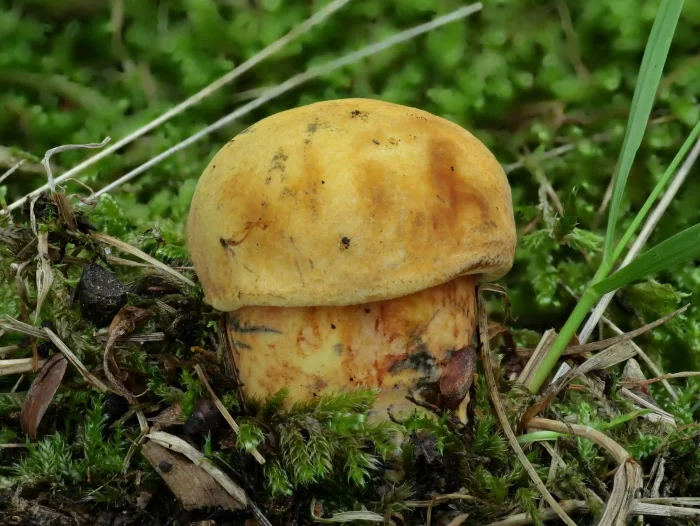 Neoboletus erythropus f. pseudosulphoreus – Gelbhütiger Flockenstieliger Hexen-Röhrling, gelber Hut, rote Flocken am Stiel