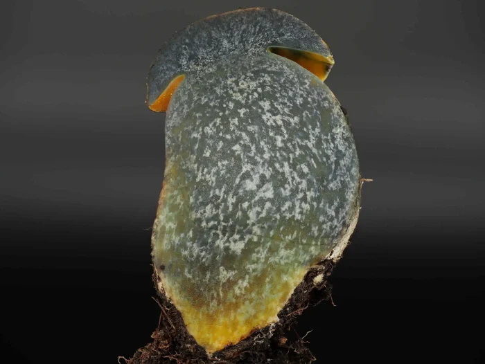 Neoboletus erythropus f. pseudosulphoreus – Gelbhütiger Flockenstieliger Hexen-Röhrling, im Schnitt blauend