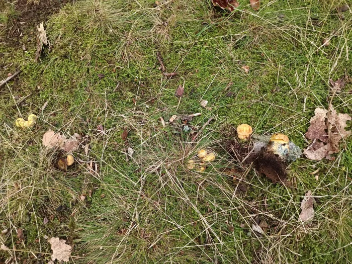 Neoboletus erythropus f. pseudosulphoreus – Gelbhütiger Flockenstieliger Hexen-Röhrling, ist sehr selten