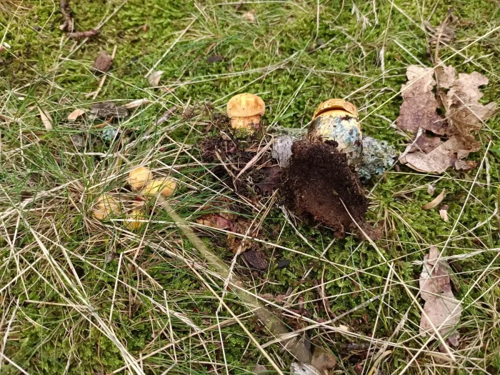 Neoboletus erythropus f. pseudosulphoreus – Gelbhütiger Flockenstieliger Hexen-Röhrling, seltener Fund im Juli 2025