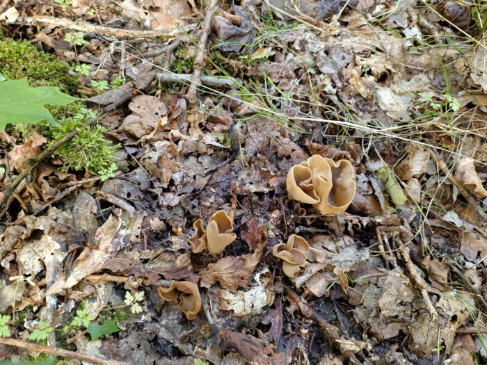 Otidea alutacea – Ledergelber Öhrling, nach dem Regen erscheinen die Fruchtkörper