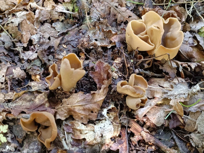 Otidea alutacea – Ledergelber Öhrling, die gewundene Form erinnert an ein Ohr