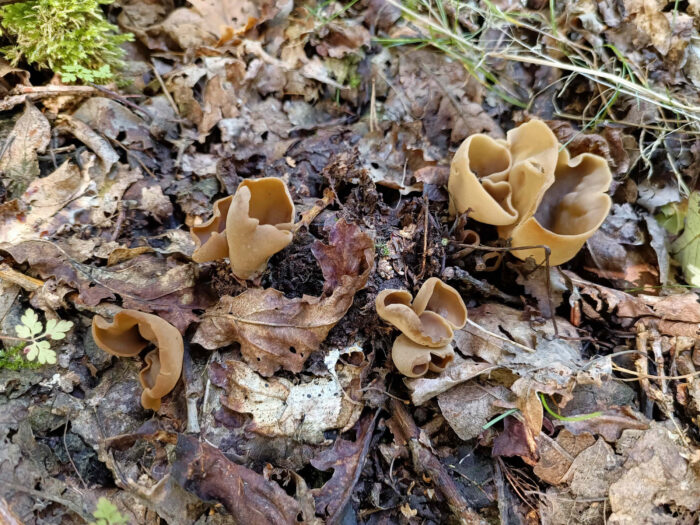 Otidea alutacea – Ledergelber Öhrling, meist bei Fichten zu finden