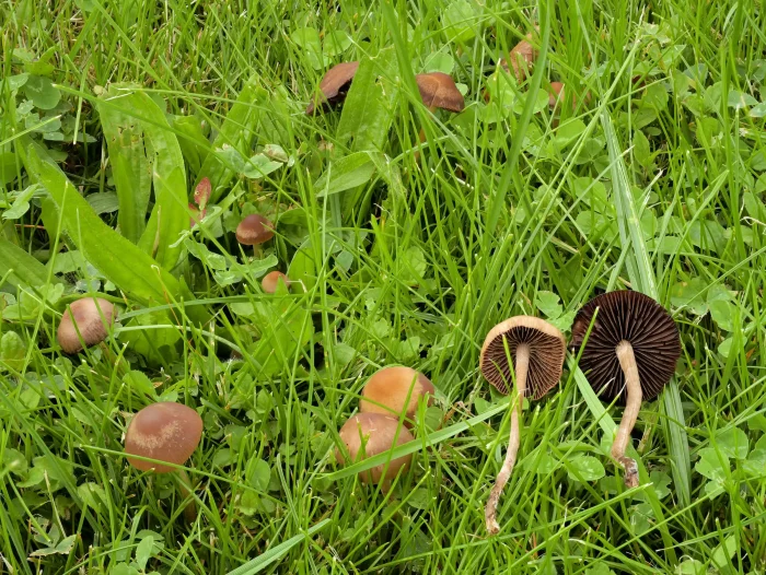 Panaeolina foenisecii – Heudüngerling, eine sehr schöne Gruppe auf einem gemulchten Rasen