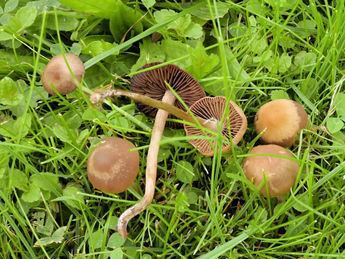 Panaeolina foenisecii – Heudüngerling, die Stiele sind brüchig, das Sporenpulver dunkelbraun