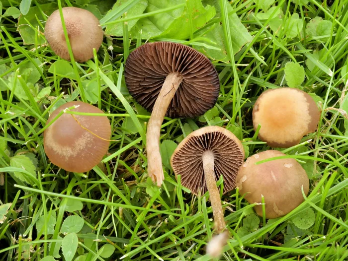 Panaeolina foenisecii – Heudüngerling, die Hüte sind hygrophan, die Farbe ändert sich mit der Feuchtigkeit