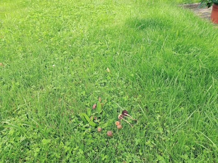 Panaeolina foenisecii – Heudüngerling, Pilze in meinem Rasen