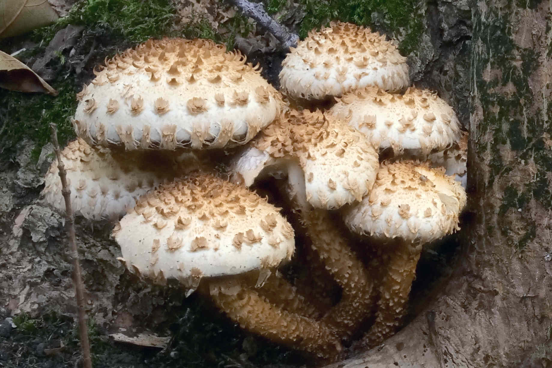 Pholiota squarrosa – Sparriger Schüppling