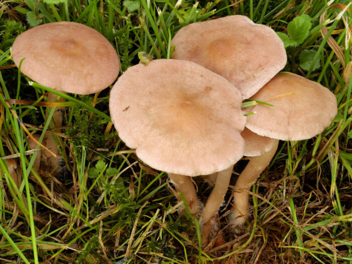 Rugosomyces carneus – Fleischrötlicher Schönkopf, ist zwar weit verbreitet, aber nicht häufig