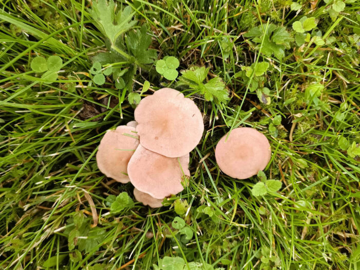 Rugosomyces carneus – Fleischrötlicher Schönkopf, namensgebende Hutfärbung
