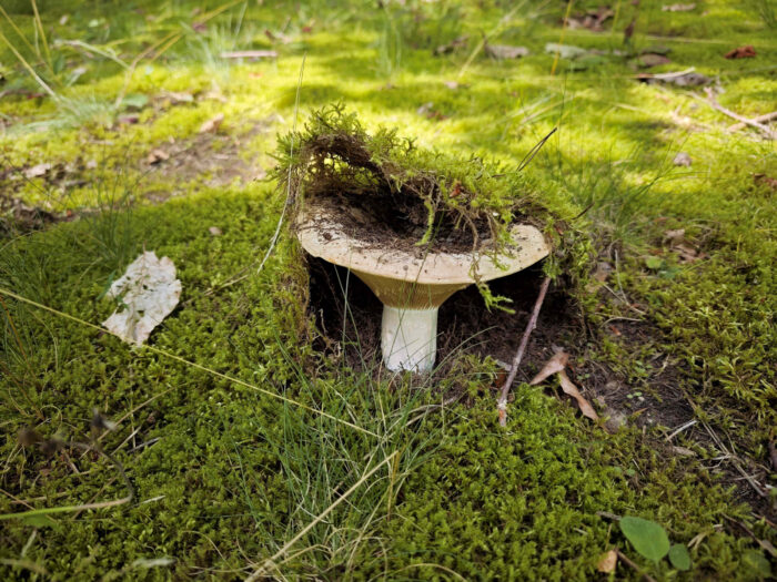 Russula delica – Gemeiner Weiß-Täubling, typische Situation beim Fund