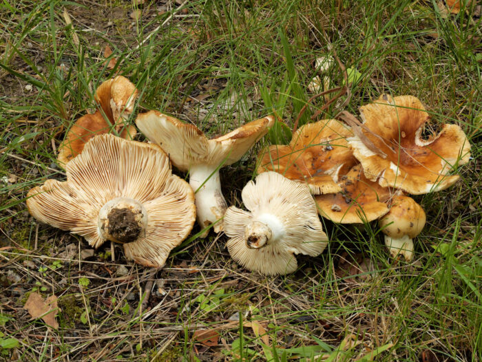 Russula foetens – Stink-Täubling, Kollektion in allen Altersstufen