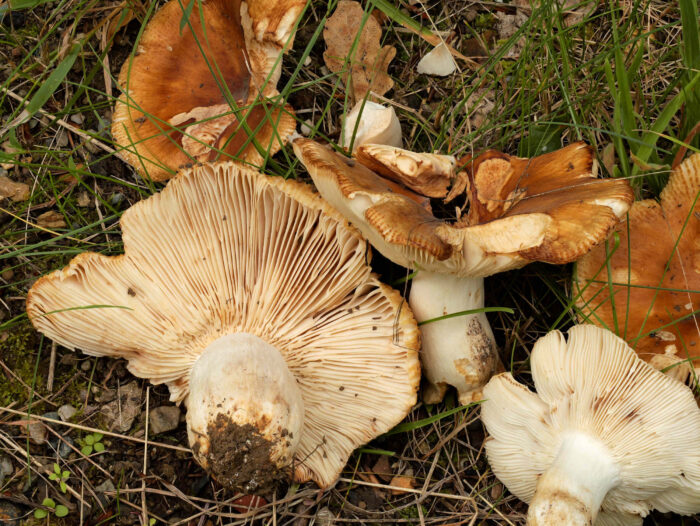 Russula foetens – Stink-Täubling, cremefarbene Lamellen