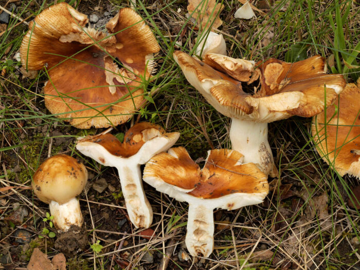 Russula foetens – Stink-Täubling, gekammerte Stiele, typische Hutfärbung