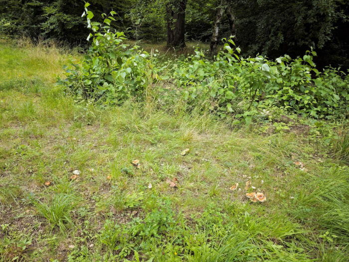 Russula foetens – Stink-Täubling, Fundort in einem Park