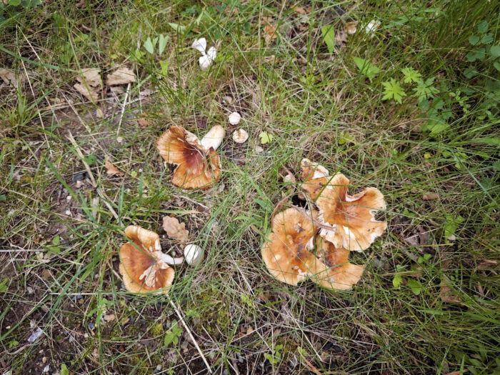 Russula foetens – Stink-Täubling, durch Vandalen umgestoßene Pilze