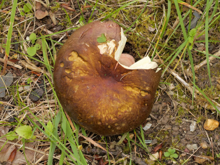 Russula olivacea – Rotstieliger Leder-Täubling, ganz typischer Hut
