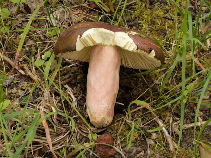 Russula olivacea – Rotstieliger Leder-Täubling, das Fleisch ist weiß