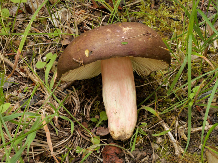 Russula olivacea – Rotstieliger Leder-Täubling, typisch der rot überlaufene Stiel
