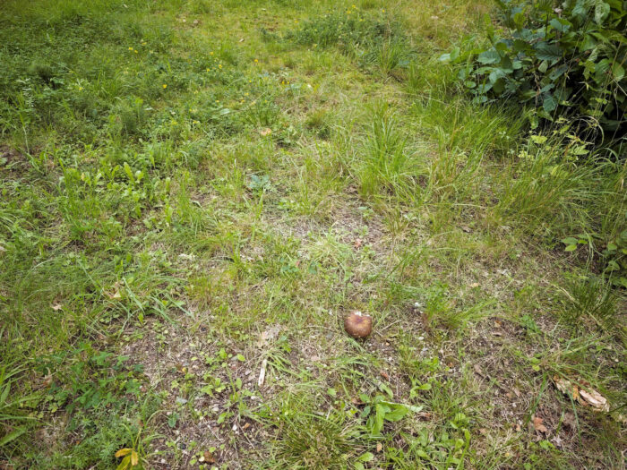 Russula olivacea – Rotstieliger Leder-Täubling, Fundort in einem Park