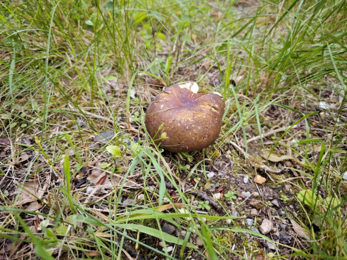 Russula olivacea – Rotstieliger Leder-Täubling, typisch fleckiger, lederbrauner Hut