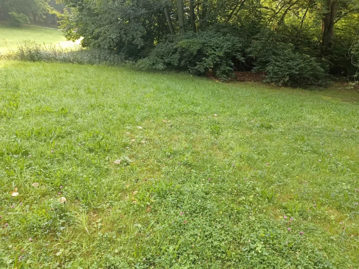 Russula parazurea – Blaugrüner Reiftäubling, Fundort bei Buche in einem Park
