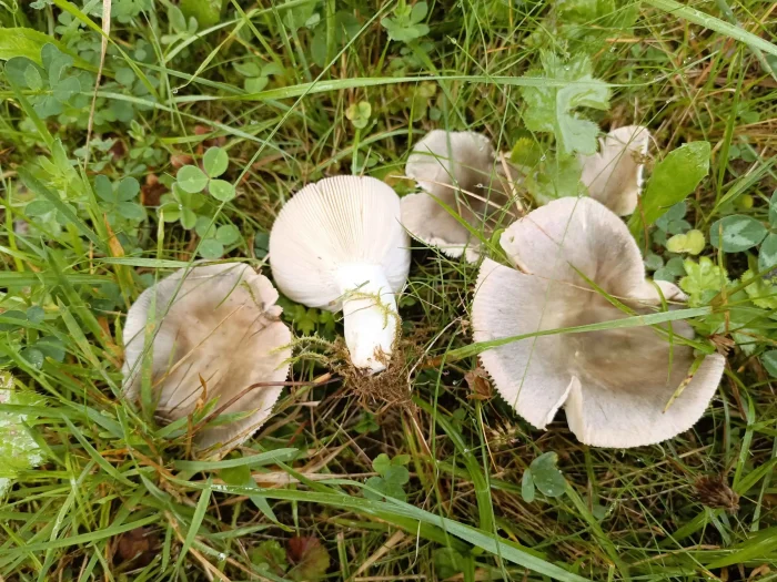 Russula parazurea – Blaugrüner Reiftäubling, namensgebend ist die Hutfarbe