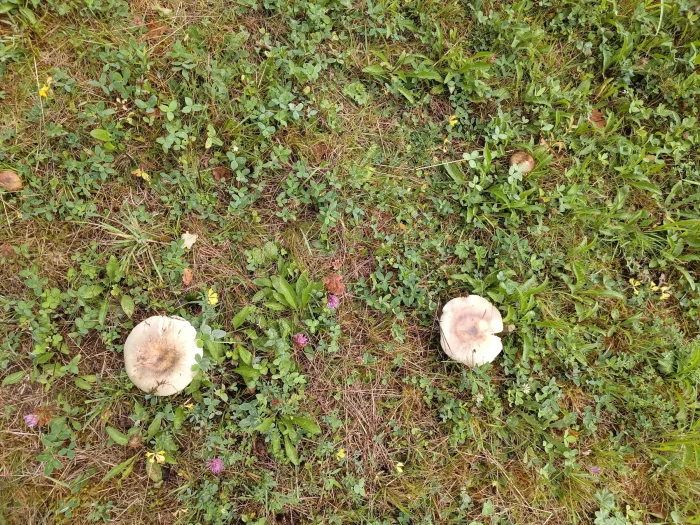 Russula parazurea – Blaugrüner Reiftäubling, die Hüte haben bis 8 cm Durchmesser