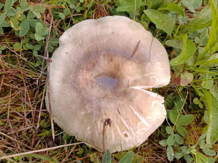 Russula parazurea – Blaugrüner Reiftäubling, wie bei allen Täublingen ist die Hutfarbe variabel