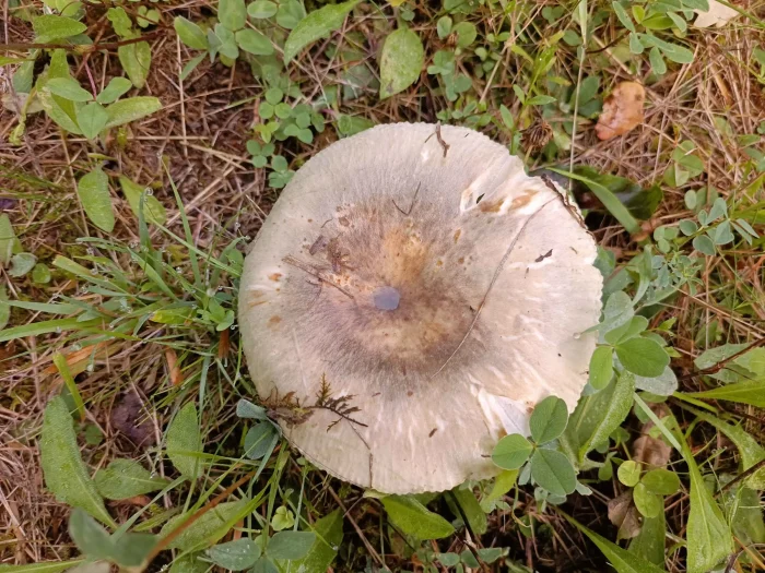Russula parazurea – Blaugrüner Reiftäubling, Fund im August 2025