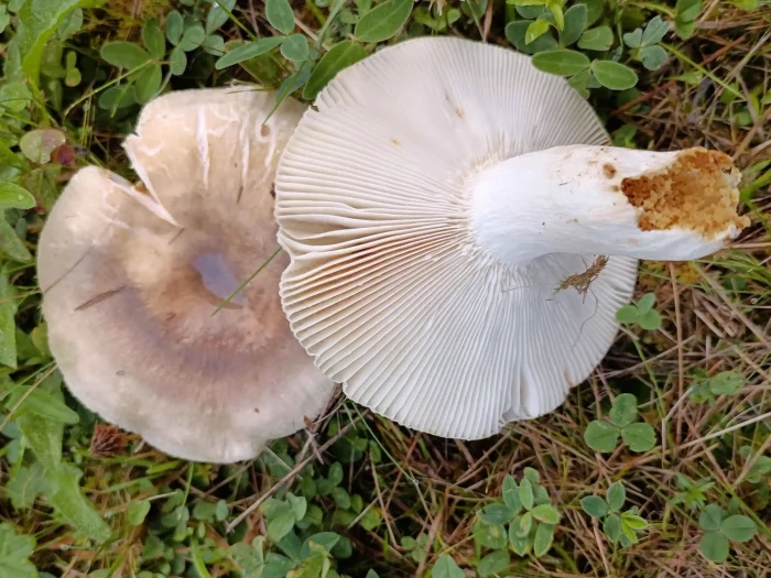 Russula parazurea – Blaugrüner Reiftäubling, recht weit stehende Lamellen, Sporenpulver cremgelb