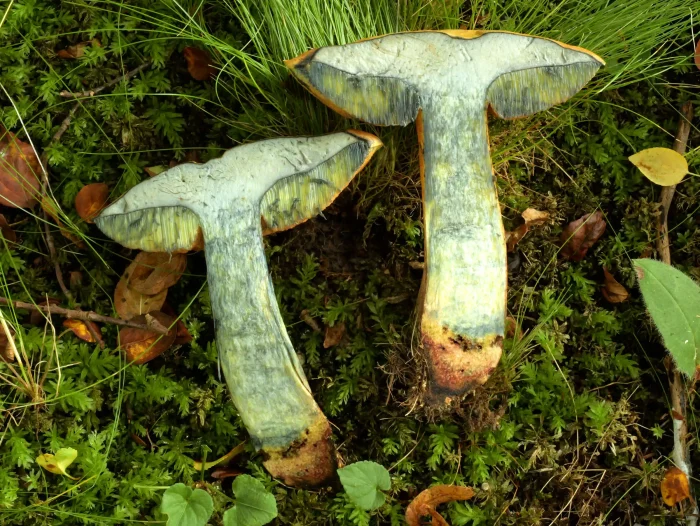 Suillellus luridus – Netzstieliger Hexen-Röhrling, im Schnitt blauend und nur sehr selten madenfrei wie hier