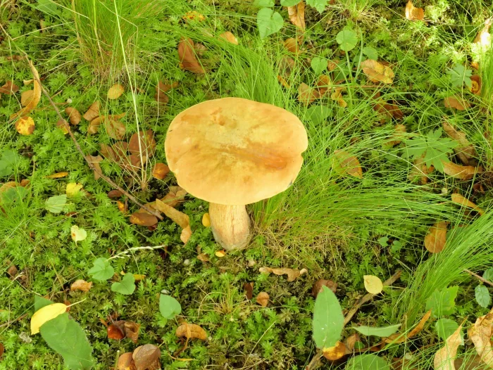 Suillellus luridus – Netzstieliger Hexen-Röhrling, ist im Vogtland sehr selten, das basischer Boden benötigt wird